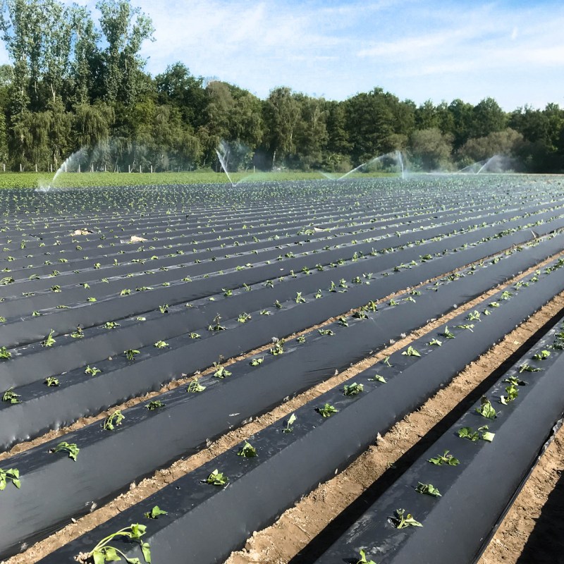 Het gebruik van bio-folie uitgelegd