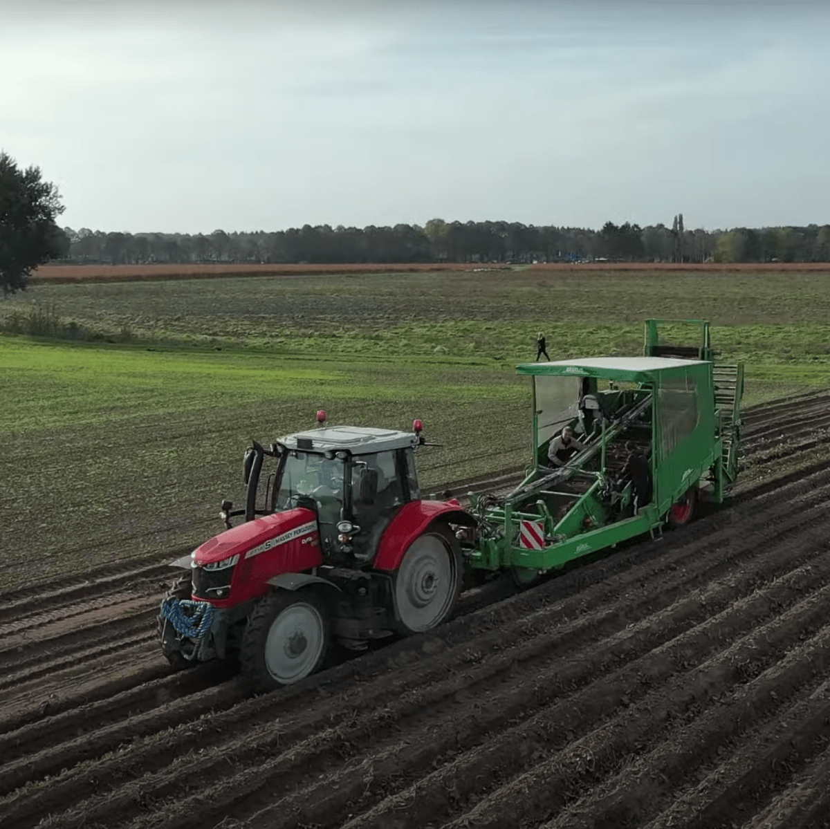 Video Agrio zoete bataatteelt machine