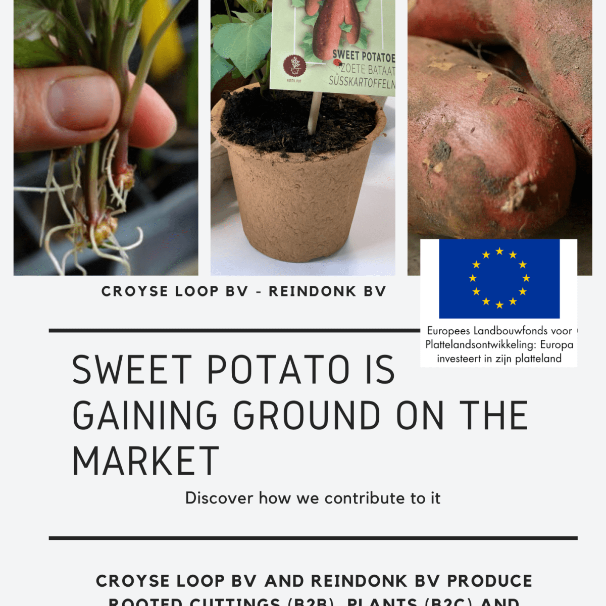 Nieuwe stap richting duurzame teelt van zoete aardappel in Nederland